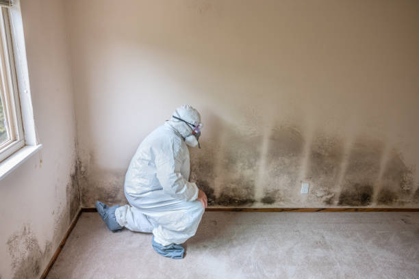 Best Attic Mold Removal  in Panther Valley, NJ